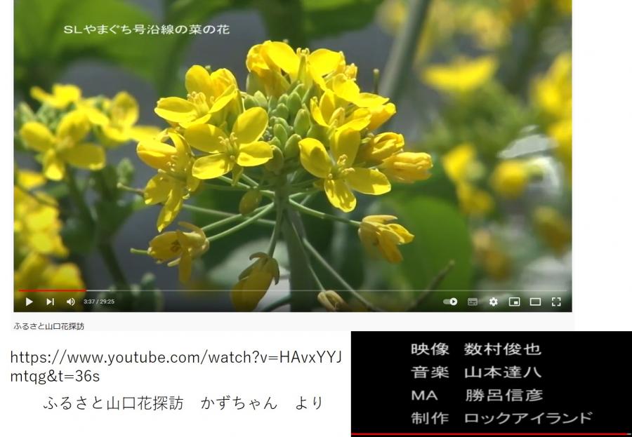 ふるさと山口花探訪（2011）のビデオに出会いました。