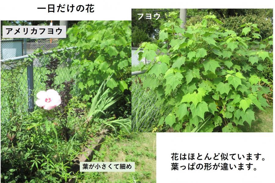花の命は短いですね